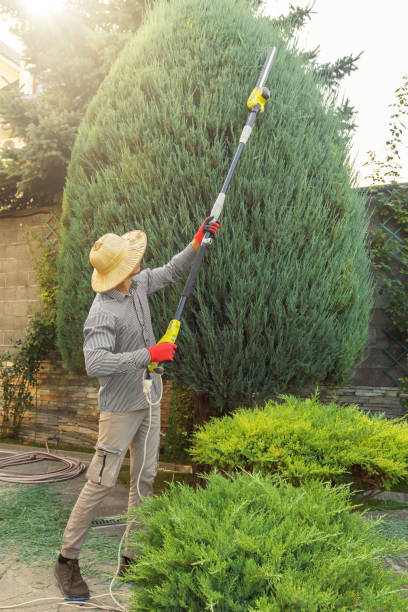 How Our Tree Care Process Works  in Maple Glen, PA